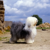 Picture of ch siblindy manta  old english sheepdog standing in farmyard