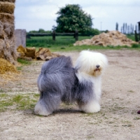 Picture of ch siblindy manta,  old english sheepdog standing in farmyard