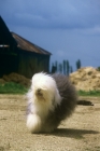 Picture of ch siblindy manta, old english sheepdog trotting to camera in a farmyard