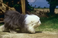 Picture of ch siblindy manta, old english sheepdog striding past wood pile