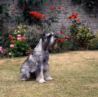 Picture of ch siddleys dutch bargemaster,  standard schnauzer sitting