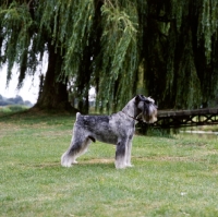 Picture of ch siddleys dutch bargemaster  standard schnauzer on grass