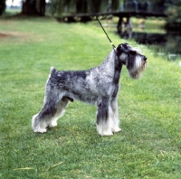 Picture of ch siddleys dutch bargemaster, standard schnauzer 