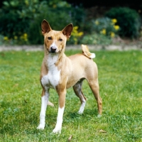 Picture of ch sir oracle of horsley, champion basenji