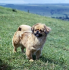 Picture of ch sivas mesa, tibetan spaniel standing on grass on the hillside