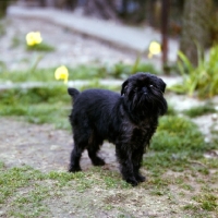 Picture of ch skibbereen lucetta, griffon bruxellois