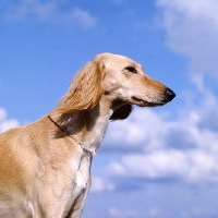 Picture of ch skybelle of daxlore,  saluki head study with sky background