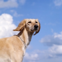 Picture of ch skybelle of daxlore, saluki  against blue sky