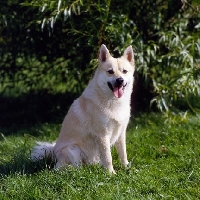 Picture of ch snogaard venn  sitting norwegian buhund