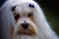 Picture of ch snowgoose valient lad close up of maltese with ribbons