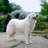 Picture of ch sonymer doveswing at sunshoo (bonny), maremma sheepdog standing on path