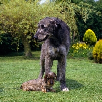 Picture of ch sovryn of drakesleat and ch drakesleat easy come,  irish wolfhound and miniature wire dachshund in a garden
