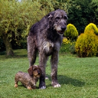 Picture of ch sovryn of drakesleat and ch drakesleat easy come,  irish wolfhound with miniature wire haired dachshund