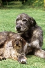 Picture of ch sovryn of drakesleat ch sovryn of drakesleat and ch drakesleat easy come, irish wolfhound and min wire dachshund together