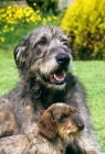 Picture of ch sovryn of drakesleat, irish wolfhound and min wire dachshund, drakesleat easy come, together