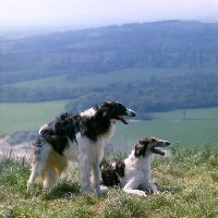 Picture of ch springett copper beech and kara of whitelillies, two borzois on the hillside