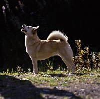 Picture of ch squirreldene bjanka,   norwegian buhund in woods back lit