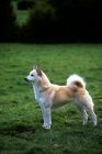 Picture of ch squirreldene bjanka, champion norwegian buhund