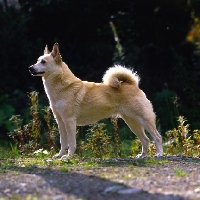 Picture of ch squirreldene bjanka, norwegian buhund posed in sunlight