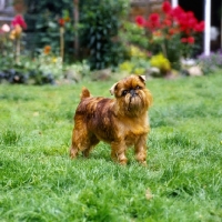 Picture of ch starbeck crystal rainbow, the famous griffon bruxellois, in garden
