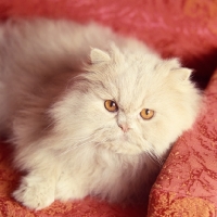 Picture of ch startops sans souci, long hair cream cat lying in a chair