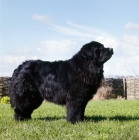 Picture of ch storytime whaler  newfoundland standing