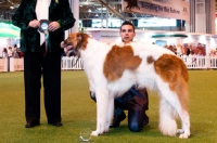 Picture of CH STUBBYLEE JAZZ DIVA JW "Diva" Winner of YKC Stakes Hound group, Crufts 2012