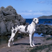 Picture of ch summary of leesthorphill, great dane standing on sand by the sea