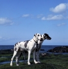 Picture of ch summary of leesthorphill, two great danes standing on rocks by the sea