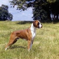 Picture of ch summerdale defender, boxer born 1962 standing in a field