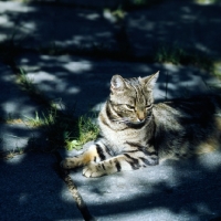 Picture of ch swedish freyois of kandahar. brown tabby cat in the shade