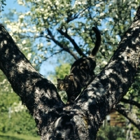 Picture of ch swedish freyois of kandahar, brown tabby short hair cat in a tree