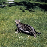 Picture of ch swedish freyois of kandahar, brown tabby short hair cat