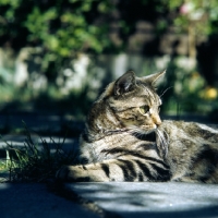 Picture of ch swedish freyois of kandahar, brown tabby short hair cat