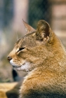 Picture of ch taishun leo, abyssinian cat, head study in profile
