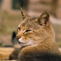 Picture of ch taishun leo, abyssinian cat, head study, eyes closed relaxing in the sun