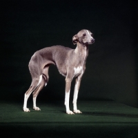 Picture of ch tamoretta tailormade, italian greyhound standing