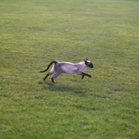 Picture of ch thaumasia amethyst, seal point siamese cat leaping across garden 