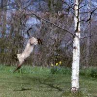 Picture of ch thaumasia amethyst, seal point siamese cat jumping from a tree 