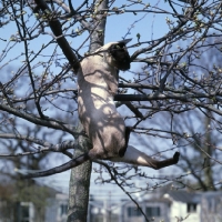 Picture of ch thaumasia amethyst, seal point siamese cat falling out of a tree