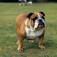 Picture of ch thydeal little audie, bulldog  standing on grass