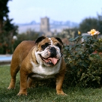 Picture of ch thydeal little audie, champion  bulldog beside rose with church in background