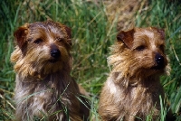 Picture of ch titanium fanciful and right her dam, ch  titanium just fancy, two norfolk terriers in long grass