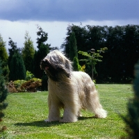 Picture of ch triskele lola,  briard standing in a garden in the wind