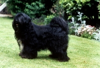 Picture of ch tsangpo eridanus of tintavon, (troy) lhasa apso