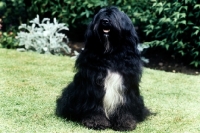 Picture of ch tsangpo eridanus of tintavon, (troy) lhasa apso