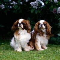 Picture of ch tudorhurst theron, ch tudorhurst... , two king charles spaniels in a garden