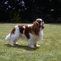 Picture of ch tudorhurst theron, king charles spaniel side view looking up