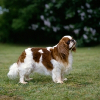 Picture of ch tudorhurst theron, king charles spaniel side view