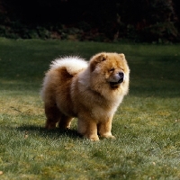 Picture of ch ukwong king soloman,  dog world 'top CC winners' 3rd, breed CC record holder, chow , 'practically unbeatable',